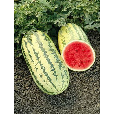 Distribuidora Magna - Patilla Jubilee