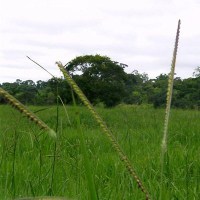Distribuidora Magna - Brachiaria Brizantha cv Marandu - Alta Pureza