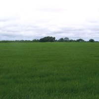 Distribuidora Magna - Brachiaria Humidicola  cv Común - Alta Pureza