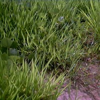 Distribuidora Magna - Brachiaria Humidícola cv Llanero Nucleada