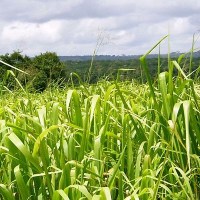 Distribuidora Magna - Panicum Maximum cv Tanzania - Alta Pureza